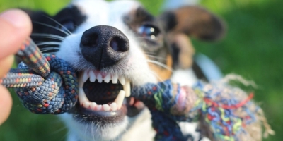 Здоровые улыбки: почему важно приучать собаку к чистке зубов